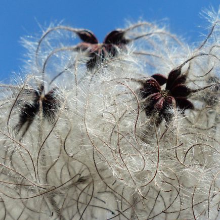 Cotton in textile and fashion